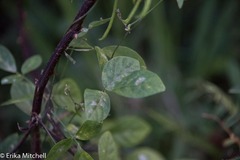 Teramnus labialis