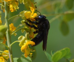 Xylocopa mexicanorum