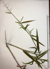 Dichanthelium mattamuskeetense