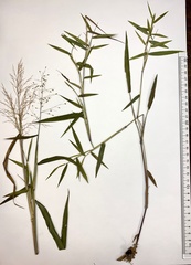 Dichanthelium mattamuskeetense