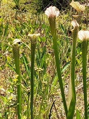 Sarracenia readii