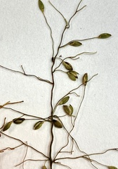 Dichanthelium mattamuskeetense
