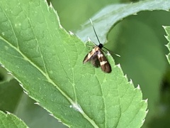Cauchas fibulella
