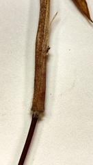 Dichanthelium mattamuskeetense