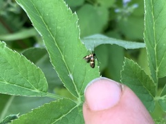 Cauchas fibulella