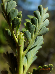 Phyllocladus