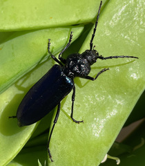Semanotus amethystinus