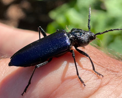 Semanotus amethystinus