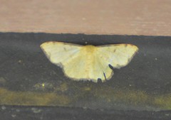 Semaeopus marginata