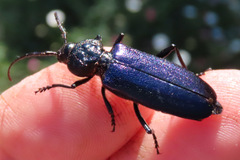 Semanotus amethystinus