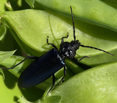 Semanotus amethystinus