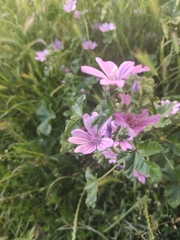 Malva sylvestris