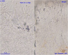 Hymenoscyphus imberbis