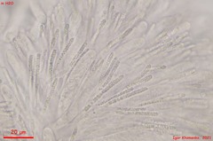 Hymenoscyphus imberbis