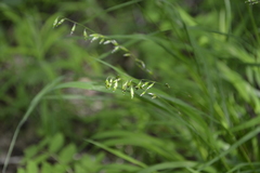 Melica picta