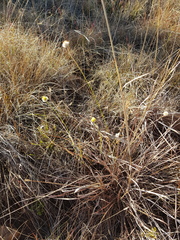 Lasiosiphon sericocephalus