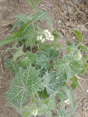 Cnidoscolus angustidens