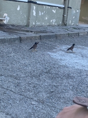 Acridotheres tristis