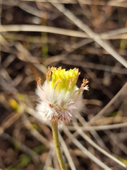 Lasiosiphon sericocephalus