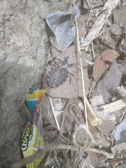 Triatoma longipennis