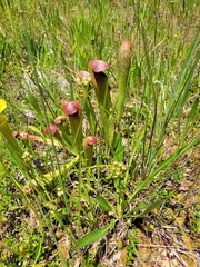 Sarracenia minor minor