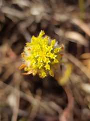 Lasiosiphon sericocephalus