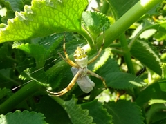 Argiope argentata