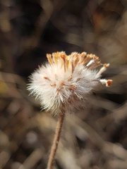 Lasiosiphon sericocephalus