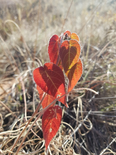 Hairy-stemmed Acalypha