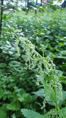 Urtica dioica