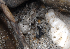 Wadicosa okinawensis