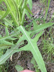 Sonchus palustris