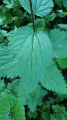 Urtica dioica