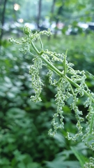 Urtica dioica