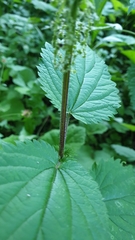 Urtica dioica
