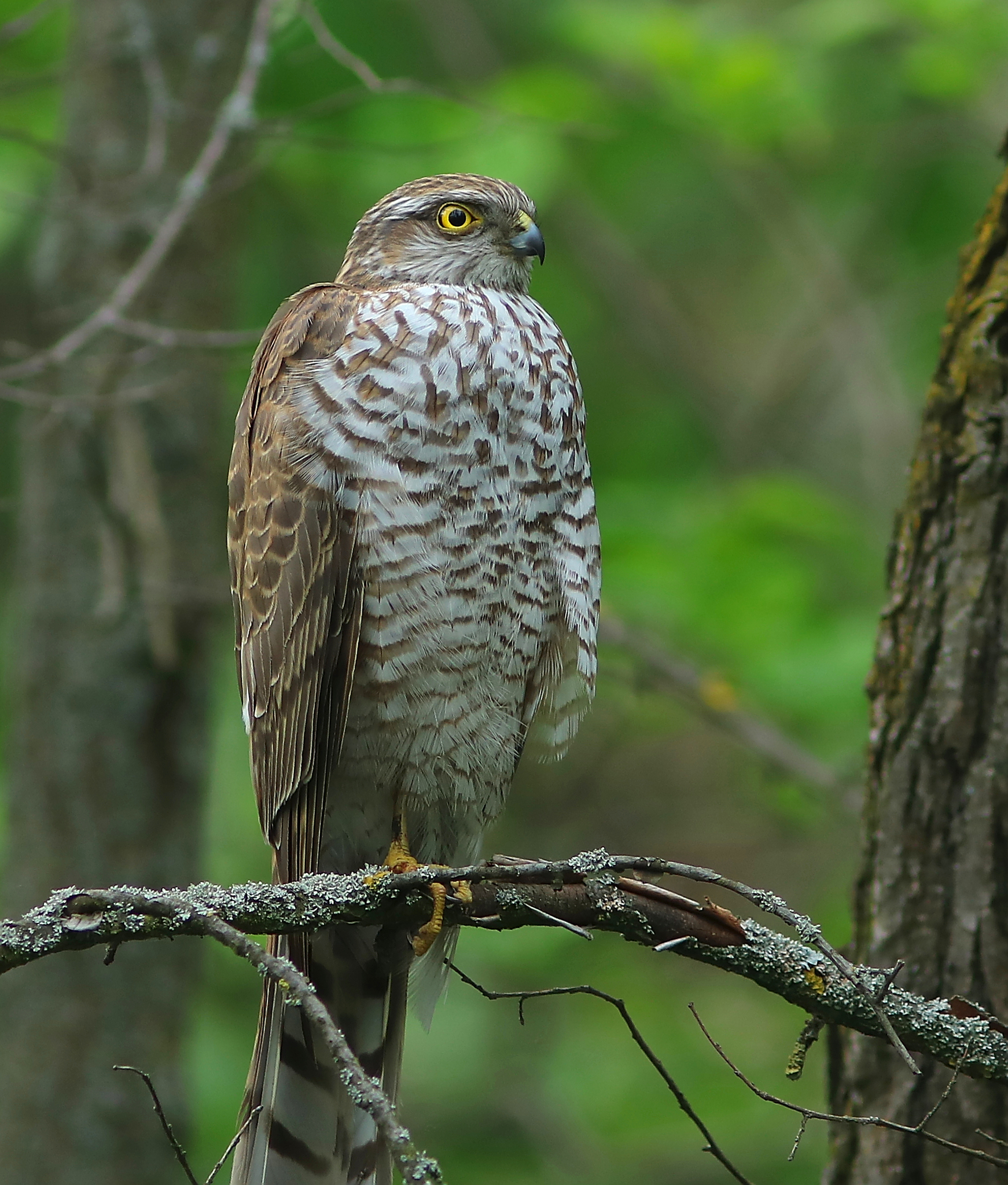 Eurasian Sparrowhawk (Accipiter nisus) · iNaturalist Australia