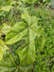 Vasconcellea × pentagona