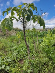 Vasconcellea × pentagona