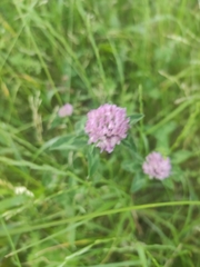 Trifolium pratense