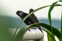 Aplonis panayensis