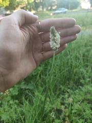 Plantago lanceolata