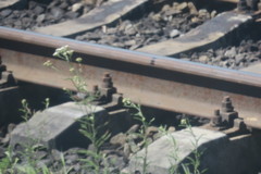 Achillea millefolium