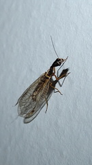 Dichrostigma flavipes