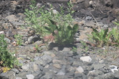 Taraxacum officinale