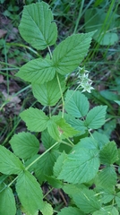 Rubus idaeus