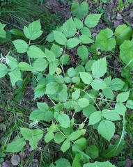 Rubus idaeus