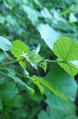Rubus idaeus