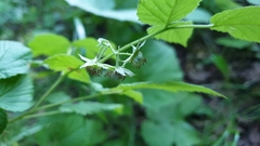 Rubus idaeus