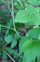Rubus idaeus