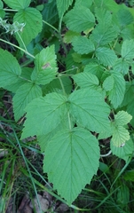 Rubus idaeus